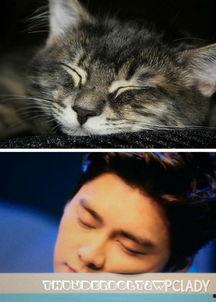 娱乐圈猫猫吃瓜图片,萌态十足揭秘明星幕后趣闻